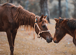 cheval et métiers animaliers