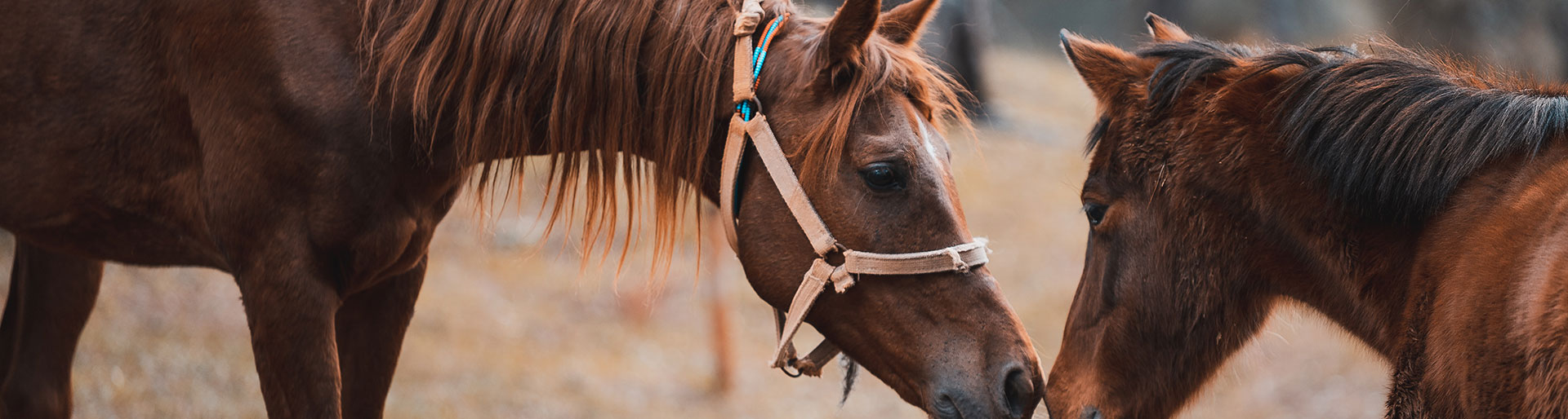 duo de chevaux