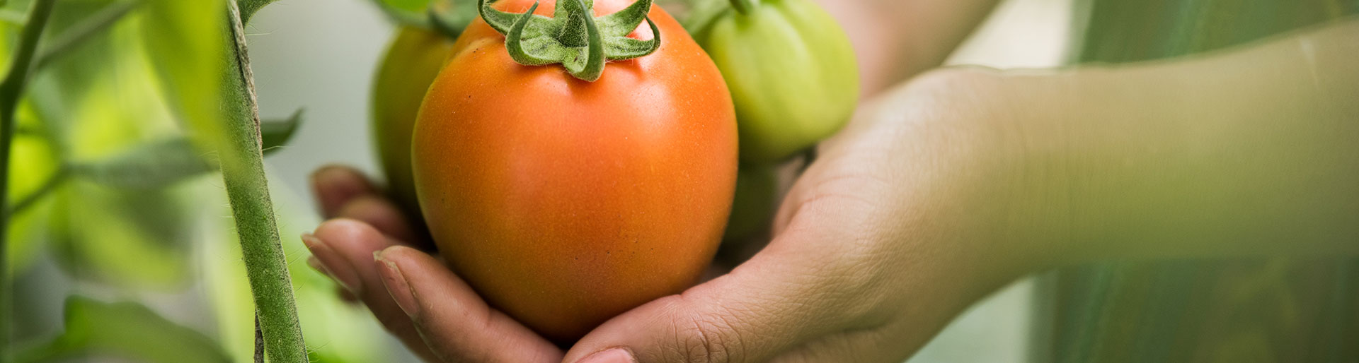 femme tenant des tomates