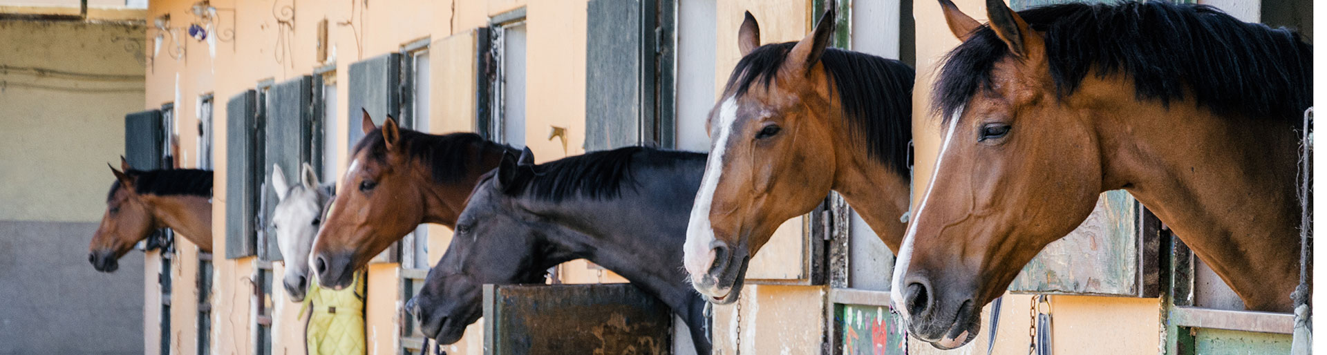 Bac Pro CGEH - Chevaux dans une écurie