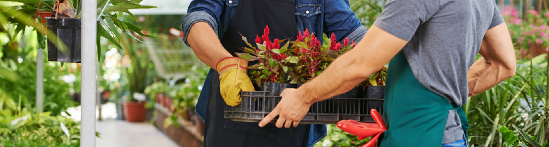 deux hommes portant une cagette de plantes