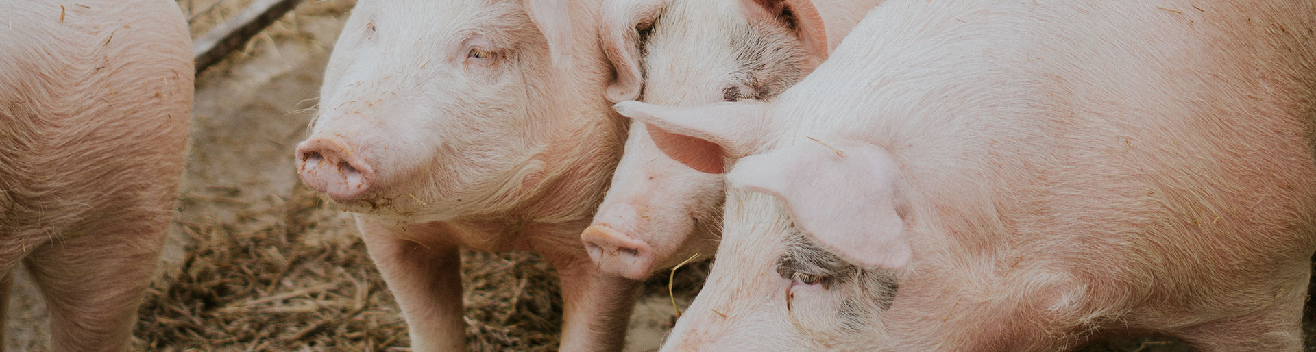 groupe de cochons