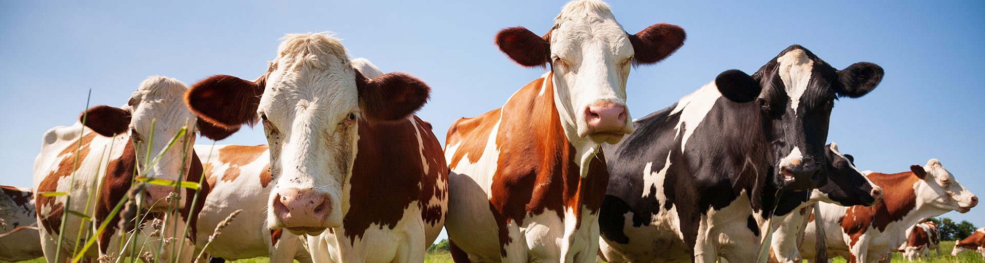 groupe de vaches