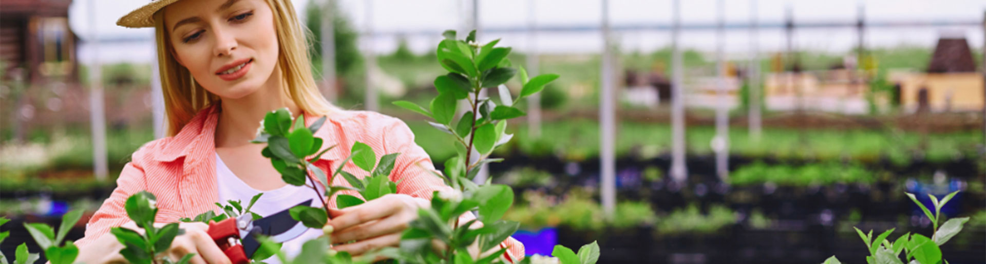 femme taillant des plantes