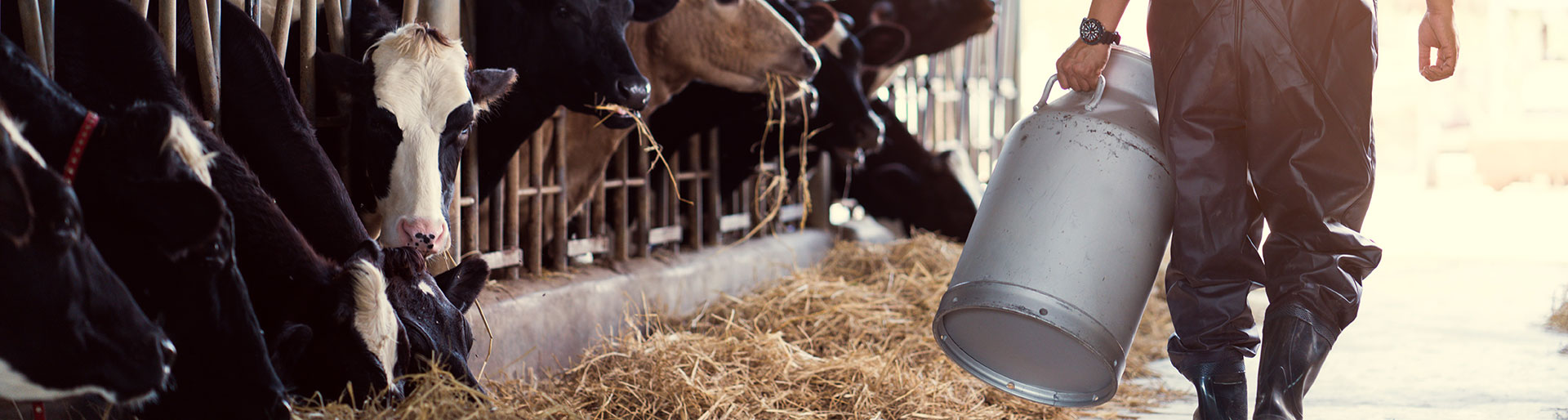 BPA TPA - Homme avec des vaches